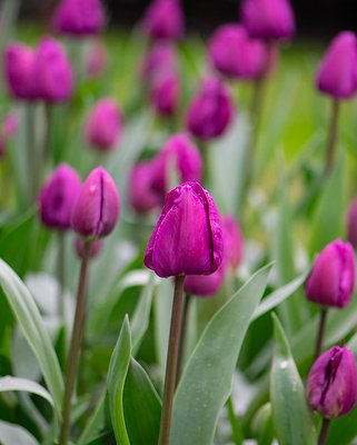 Tulip Negrita 10/11 cm Bulbs