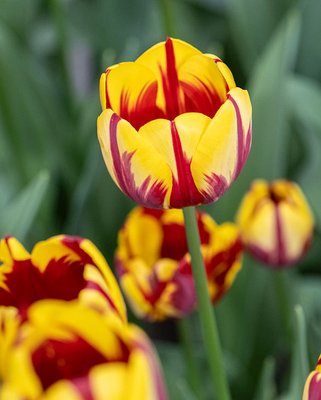 Tulip Helmar Bulbs