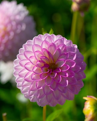 Dahlia Arbatax Tubers