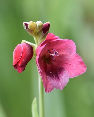 Gladiolus Ruby Red (Papilio Hybrid) Bulbs