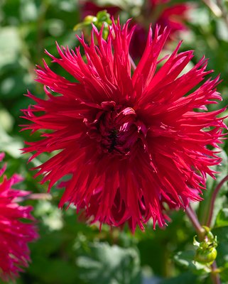 Dahlia Jaxon Tubers