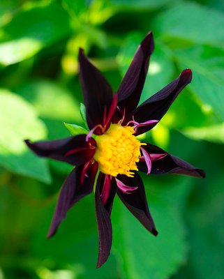 Dahlia Verrone's Obsidian Tubers