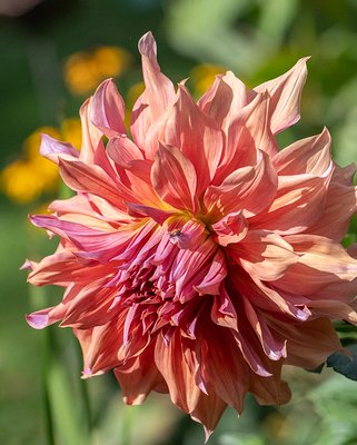 Dahlia Belle of Barmera Tubers