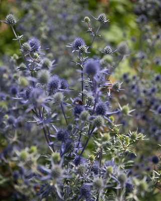 Eryngium Blauer Zwerg
