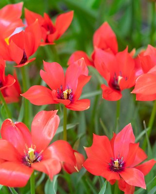 Tulip Linifolia Bulbs