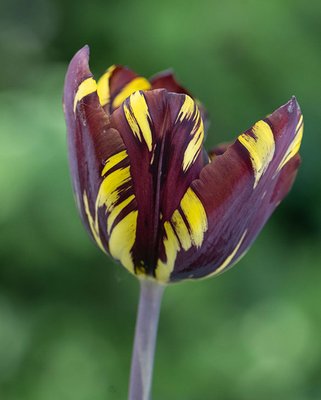 Tulip Heritage Absalon Bulbs