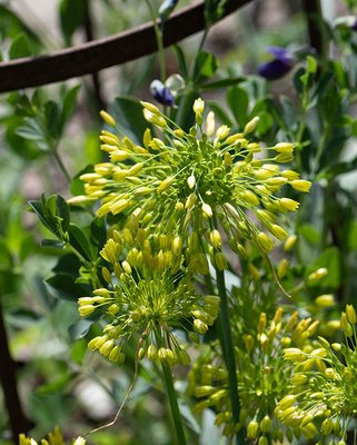 Allium Yellow Fantasy Bulbs