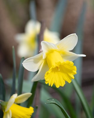 Narcissus Goblet bulbs