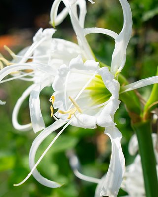 Hymenocallis Festalis (Ismene) Bulbs