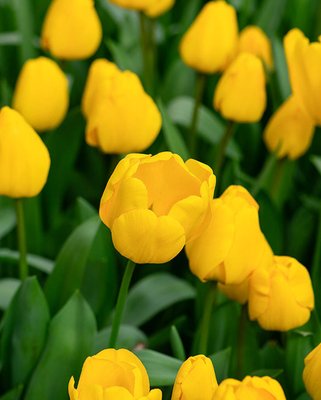Tulip Golden Apeldoorn Bulbs