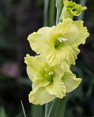 Gladiolus Green Star Bulbs