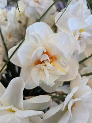 Narcissus Saint Clair