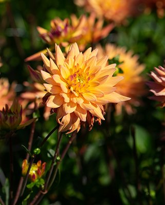 Dahlia Karma Corona Tubers