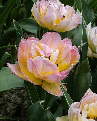 Tulip Password Bulbs