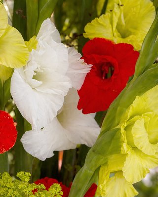 Gladioli Fruit Sundae Collection B