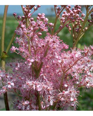 Filipendula Venusta Magnifica