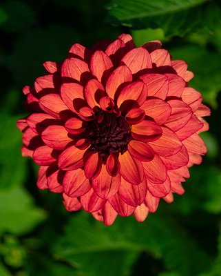 Dahlia Missis Miley Tubers