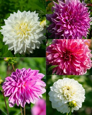 Dahlia Dinnerplate Collection