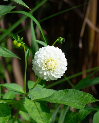 Dahlia Petra's Wedding Tubers