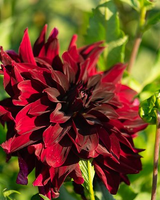 Dahlia Rip City Tubers
