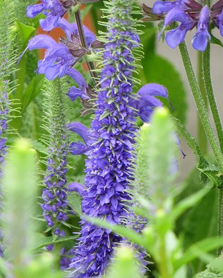 Veronica Ulster Dwarf Blue