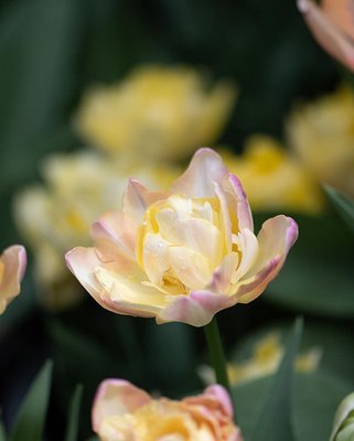 Tulip Creme Upstar Bulbs