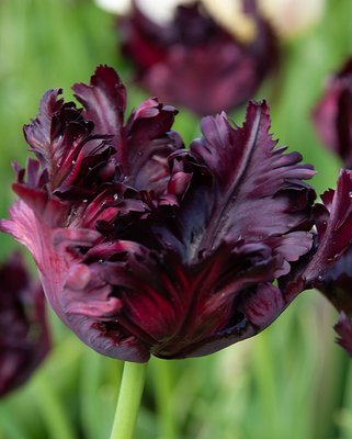 Tulip Black Parrot Bulbs
