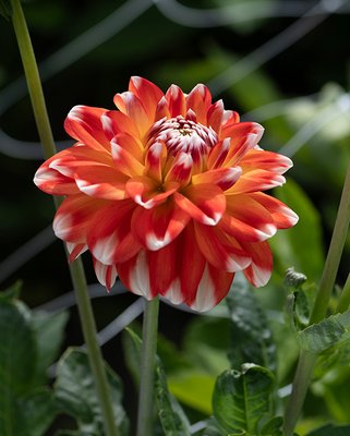 Dahlia Hapet Harmony Tubers