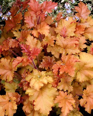 Heuchera Marmalade
