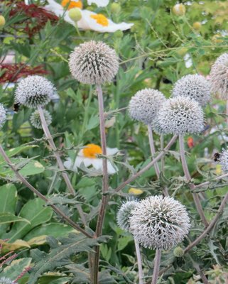 Echinops Arctic Glow