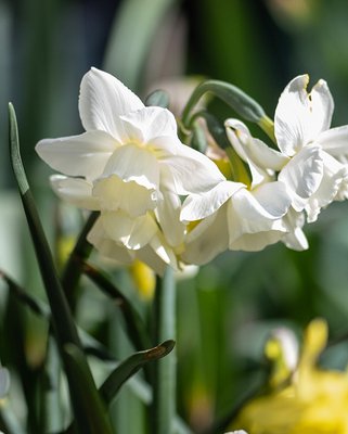 Narcissus Hunter Morn