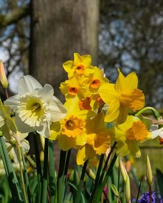 Narcissus Mixture Bulbs