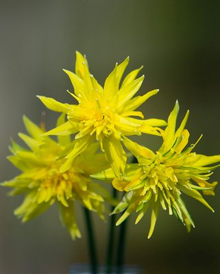Narcissus Rip van Winkle Bulbs