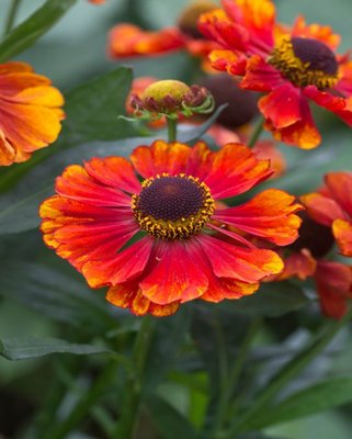 Helenium Chelsey