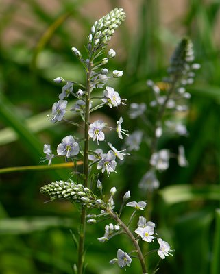Veronica Gentianoides