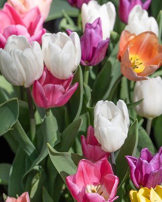 Tulip Single Early Mixture Bulbs
