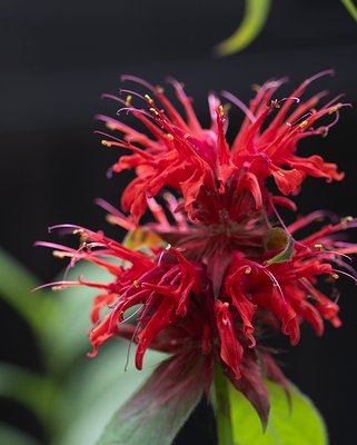 Monarda Cambridge Scarlet
