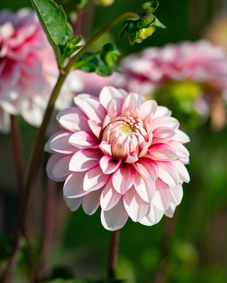 Dahlia Strawberry Cream Tubers