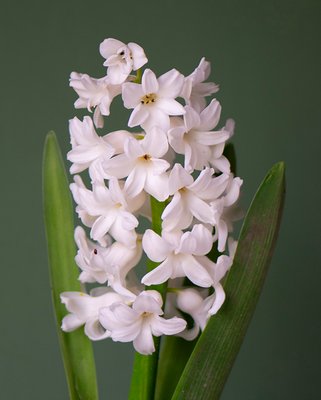 Prepared Hyacinth White Pearl Bulbs