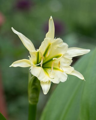 Hymenocallis Sulphur Queen
