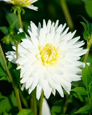 Dahlia My Love Tubers