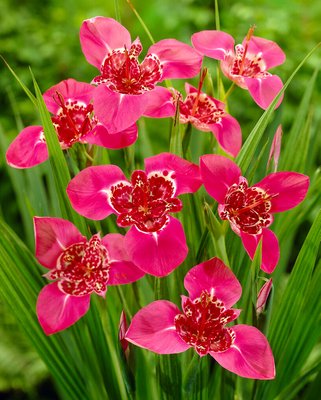 Tigridia pavonia ‘Lilacea’
