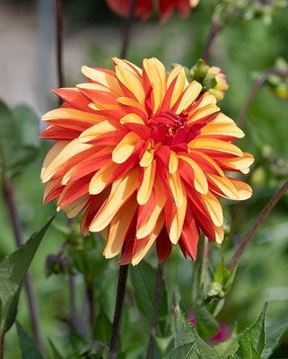 Dahlia Japlou Tubers