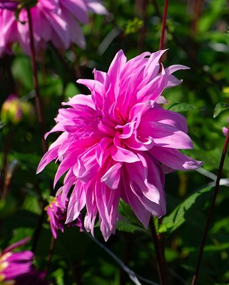 Dahlia Babylon Lila Tubers