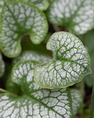 Brunnera Jack Frost (Bare Root)