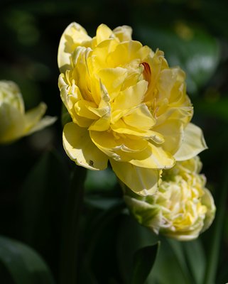 Tulip Yellow Mountains Bulbs
