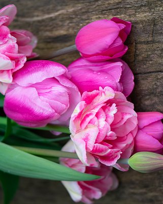 Pink Delight Tulip Collection