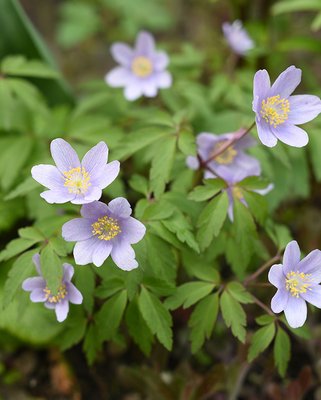 Anemone Robinsoniana