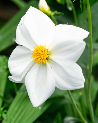 Dahlia Sneezy Tubers