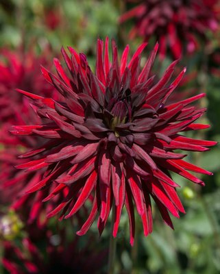 Dahlia Black Narcissus Tubers
